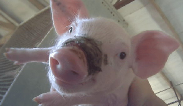 Source: http://cdn.inquisitr.com/wp-content/uploads/2014/08/West-Coast-Farms-Pigs-665x385.png