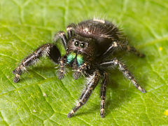 spider 240px-Kaldari_Phidippus_audax_01
